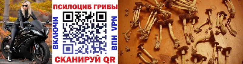 Купить где  Прохладный  Галлюциногенные грибы GOLDEN TEACHER 